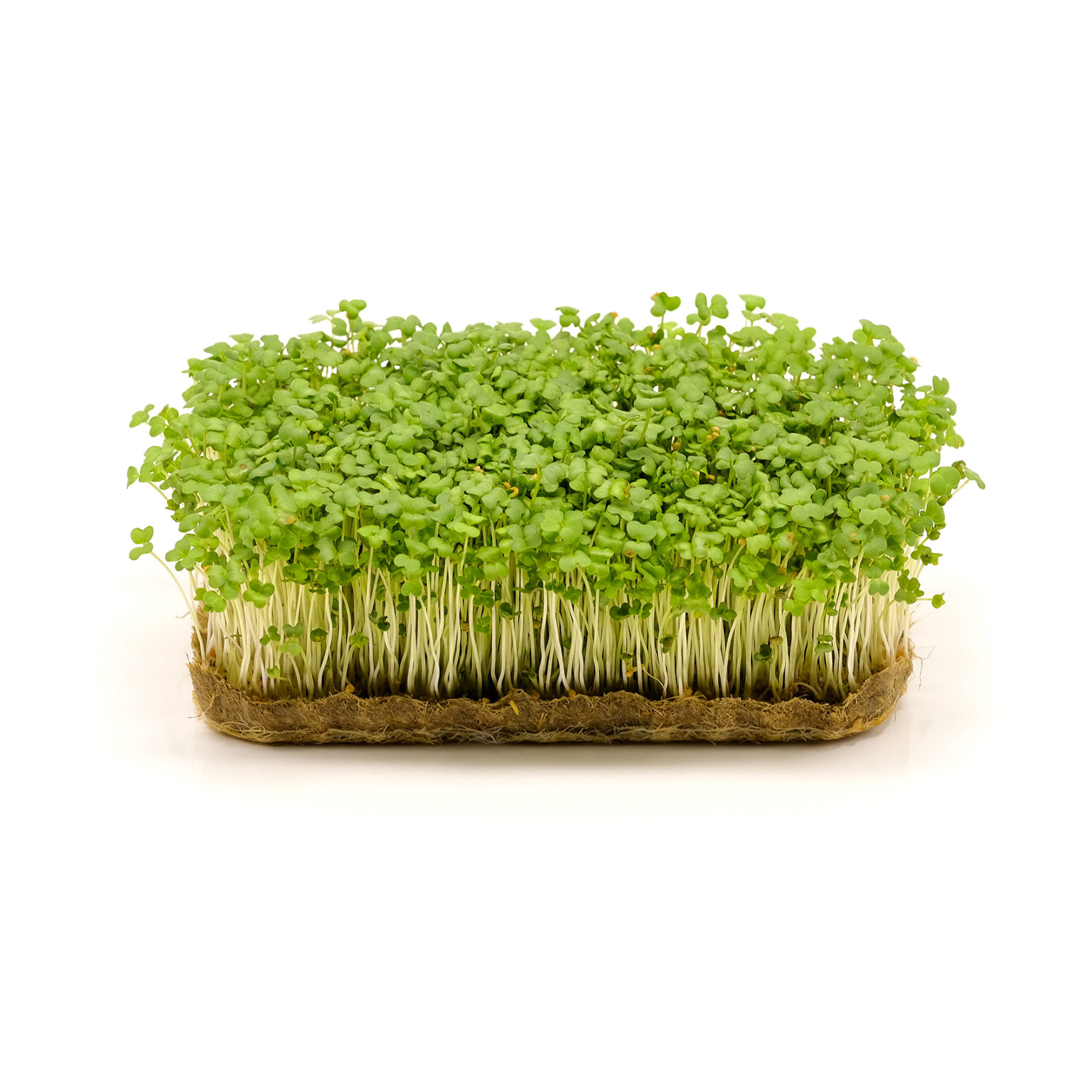 Microgreens Sunflower, 200 grams