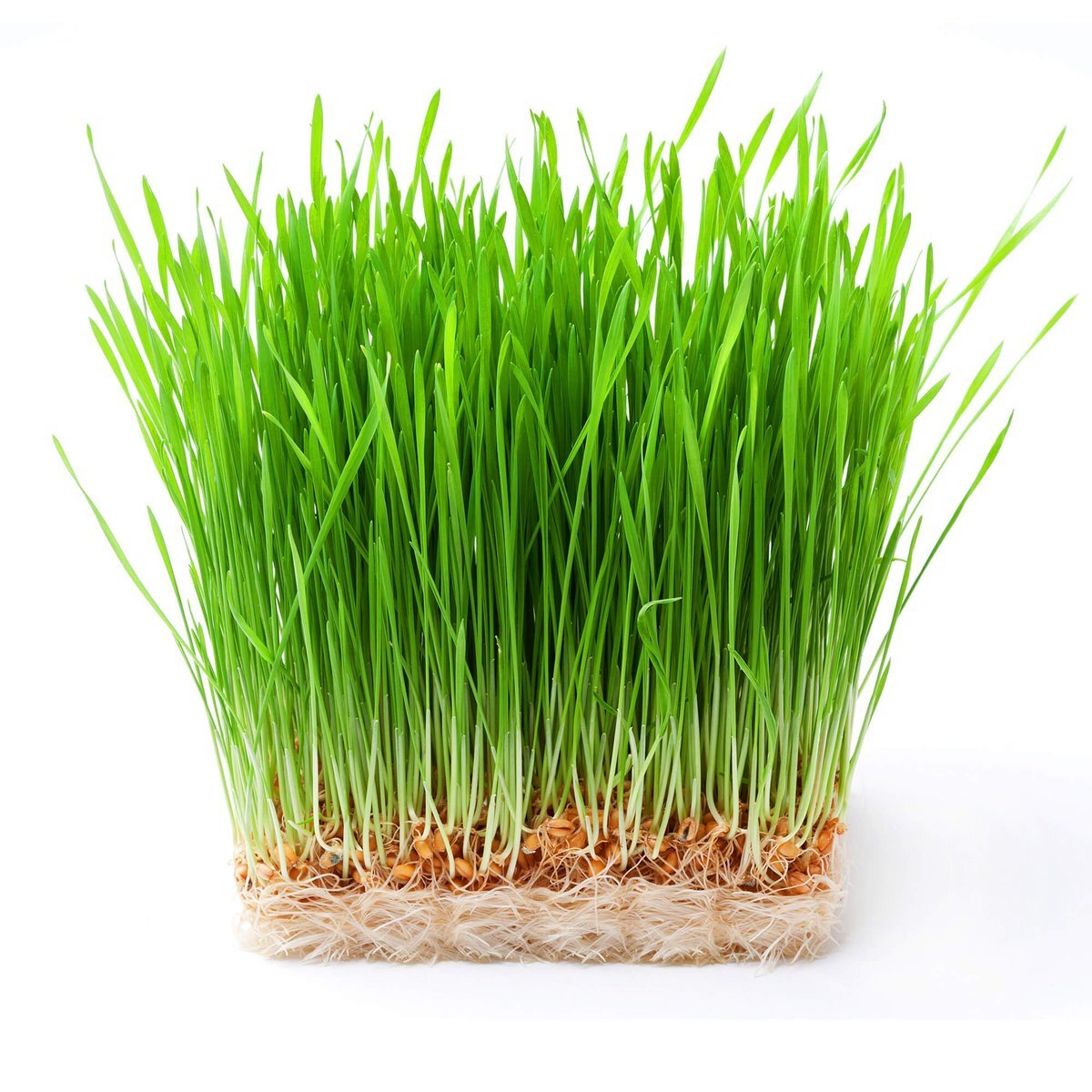 Rye microgreens, 190 grams